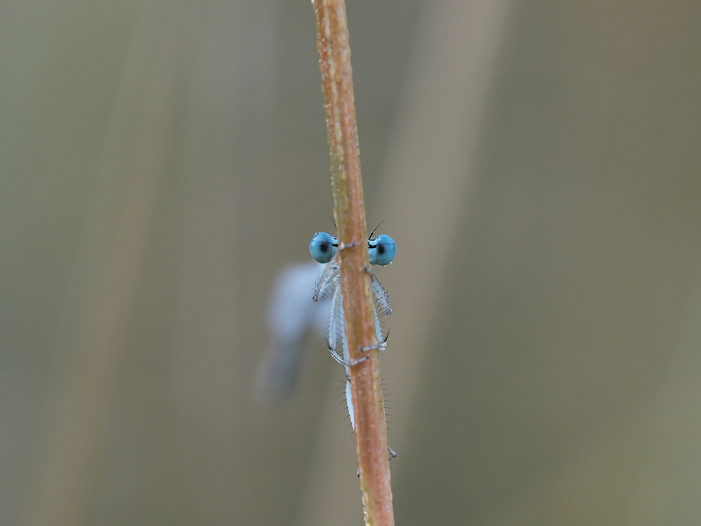 Augen