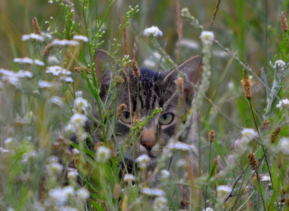 augen