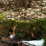 "Augen auf am Waldesrand - Am Baumstumpf"