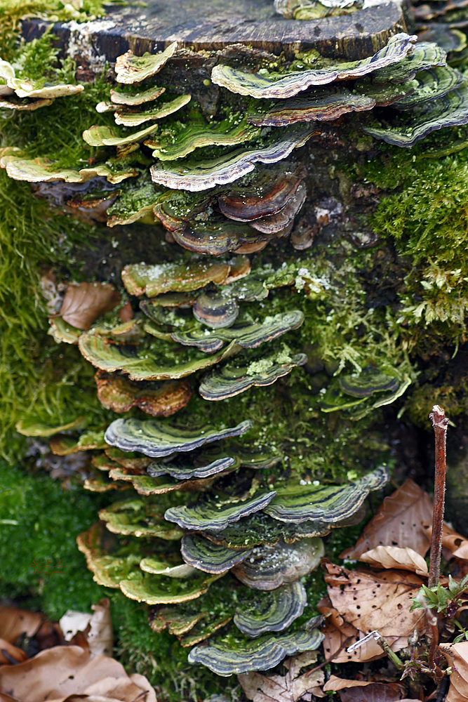 "Augen auf am Waldesrand - Baumpilze"