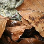 "Augen auf am Waldesrand - Das Drecksloch"