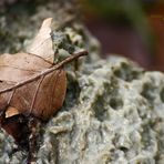 "Augen auf am Waldesrand - Das Drecksloch"