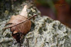 "Augen auf am Waldesrand - Das Drecksloch"