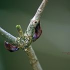 "Augen auf am Waldesrand - Frühlingserwachen"