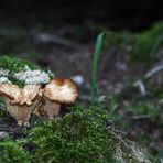 "Augen auf am Waldesweg 10"