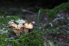 "Augen auf am Waldesweg 10"