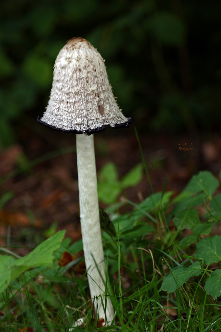 "Augen auf am Waldesweg 13"