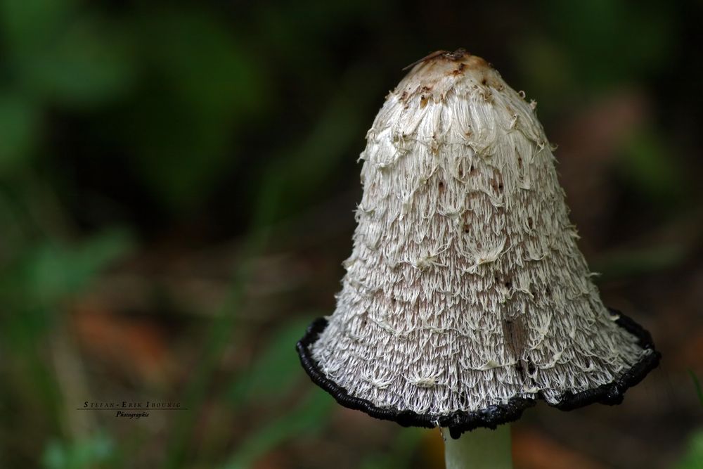 "Augen auf am Waldesweg 14"