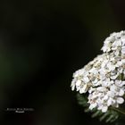 "Augen auf am Waldesweg 15"