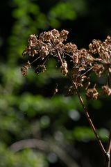 "Augen auf am Waldesweg 25"