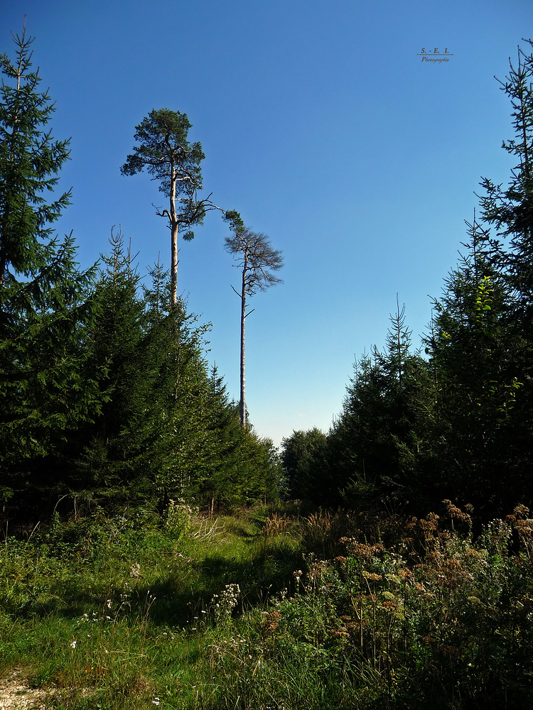 "Augen auf am Waldesweg 8"