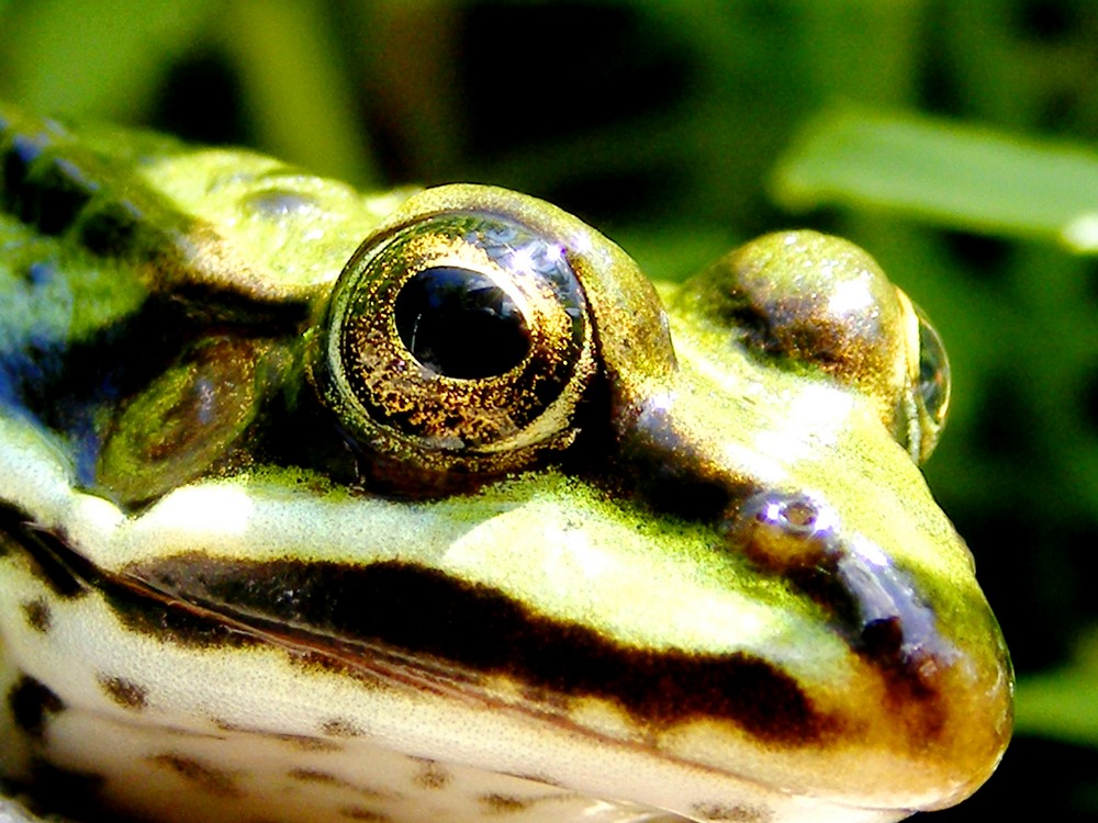 Augen auf...