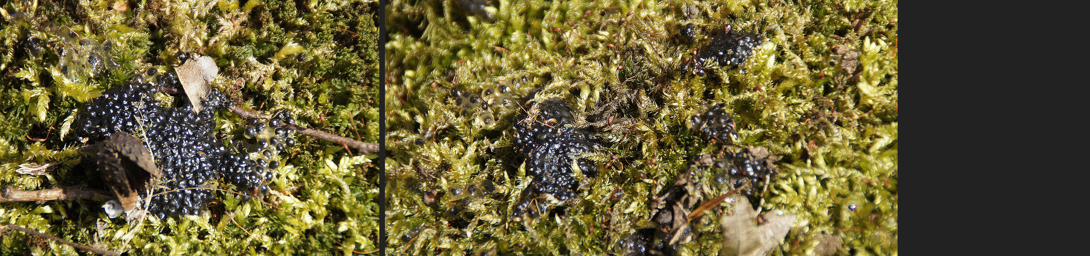 Augen auf bei der Laichablage!