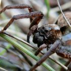 Augen auf im Gebirge