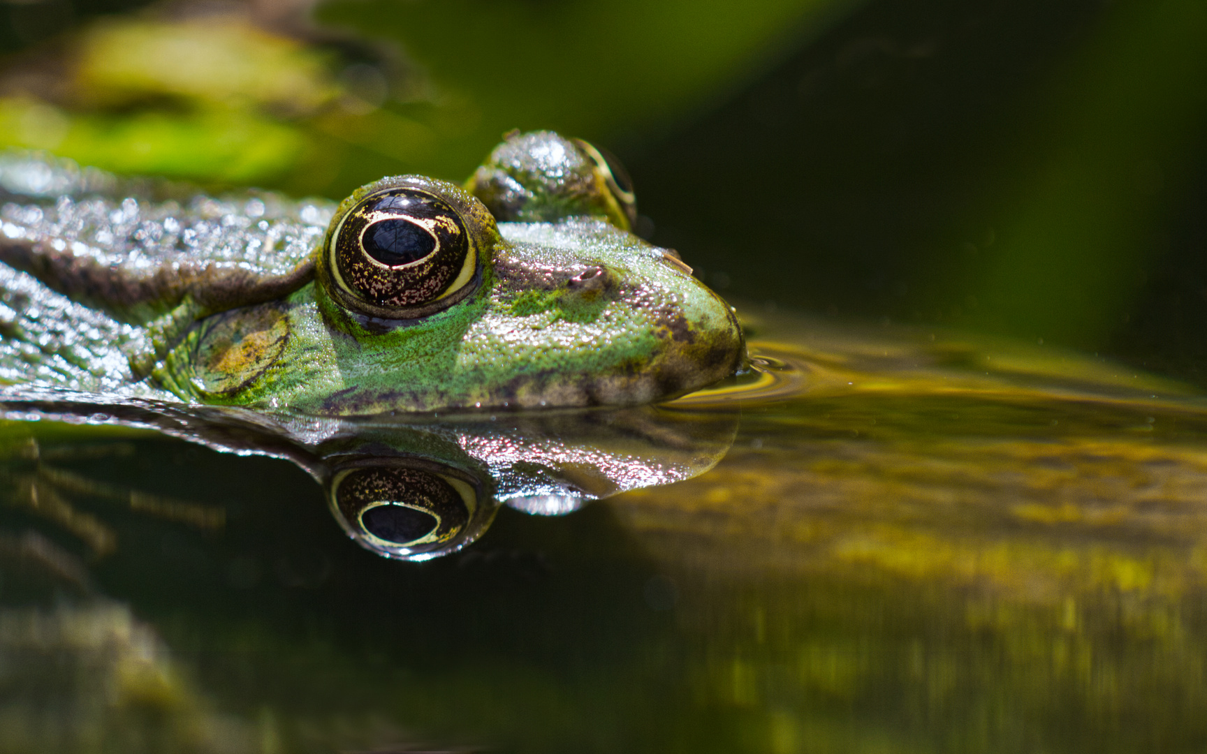 Augen auf im Teich