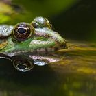 Augen auf im Teich