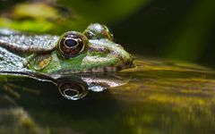 Augen auf im Teich