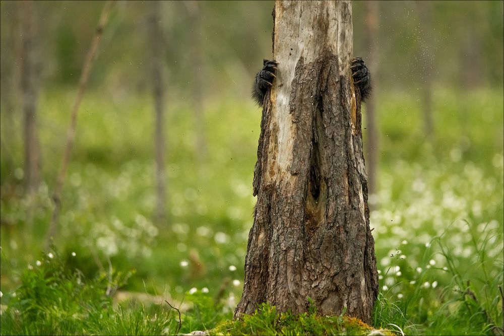 Augen auf im Wald!