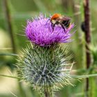 Augen auf in der Natur...