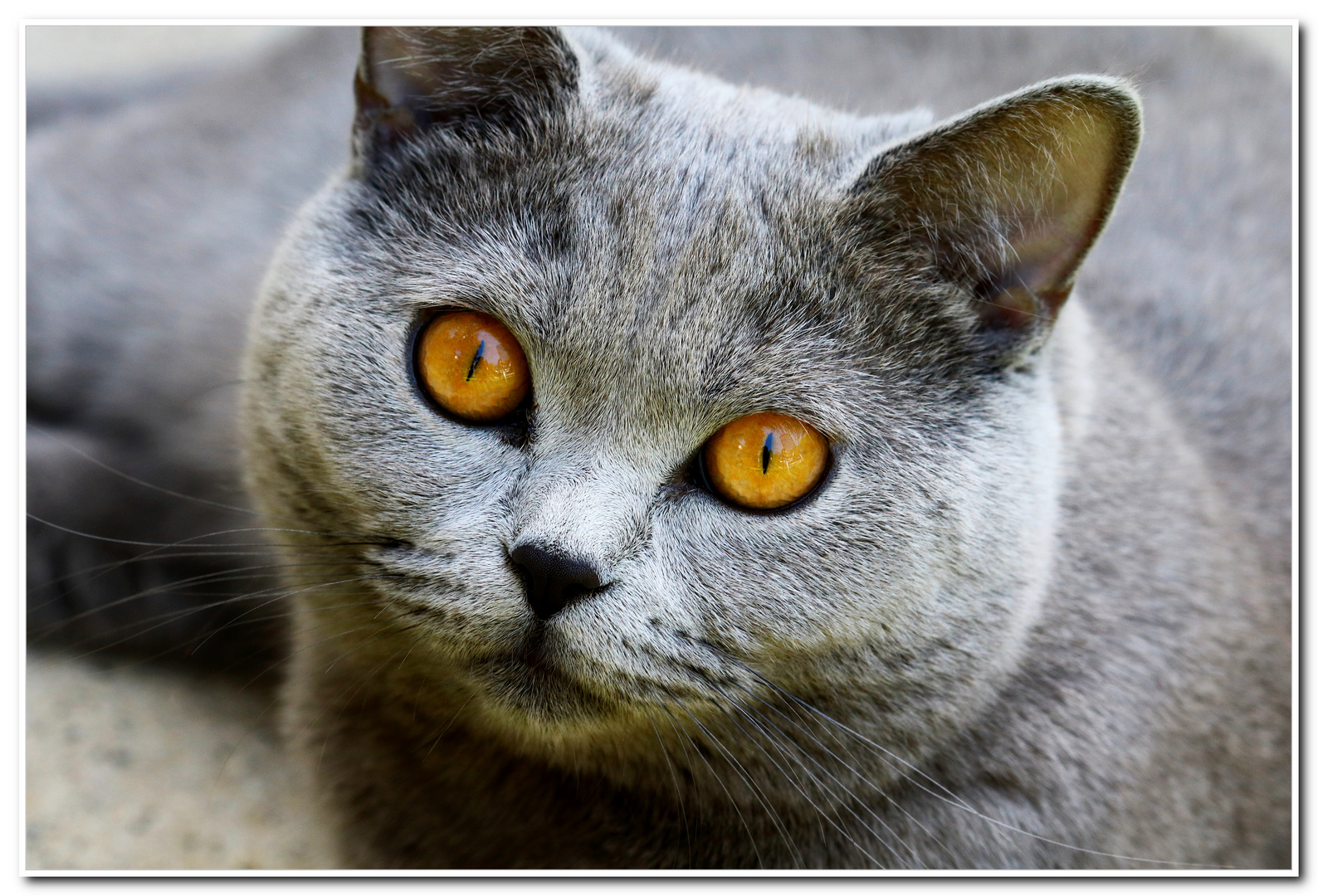 Augen aus flüssigem Bernstein...meine Katze Lucy