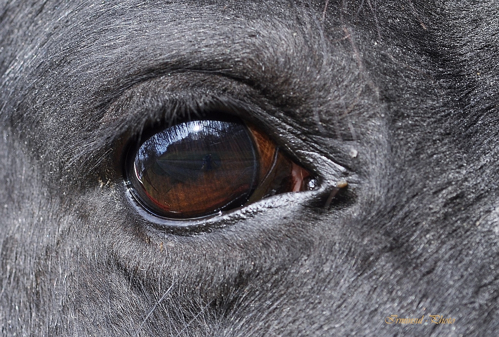 Augen begeistern mich....