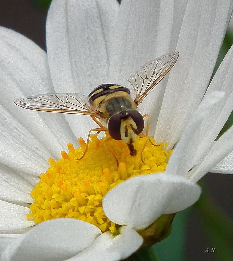 Augen-Blick