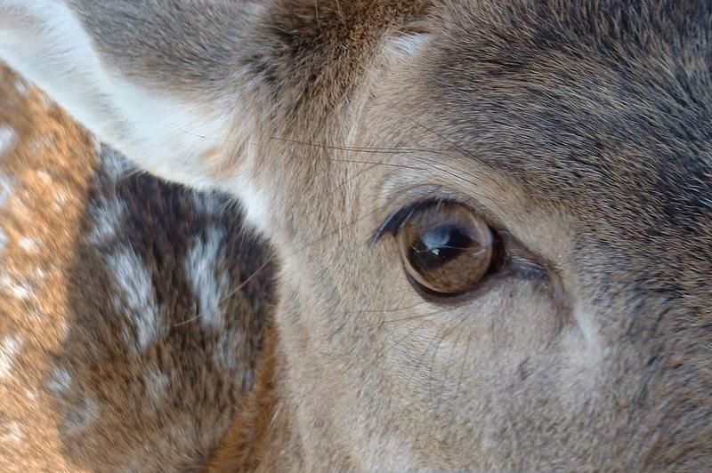 Augen -Blick