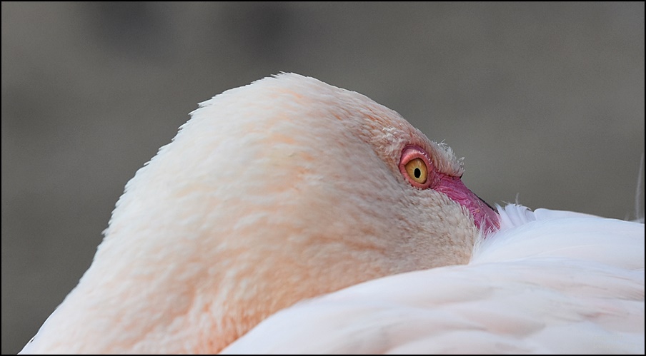 * Augen *  Blick *