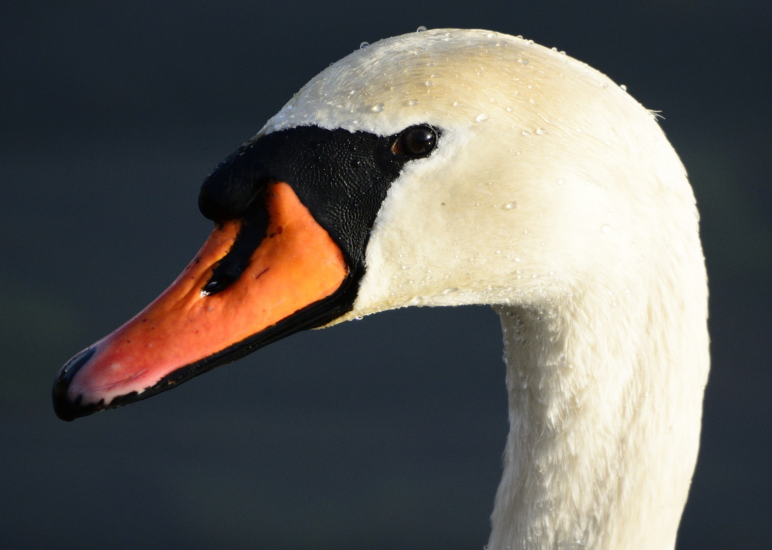 Augen - Blick