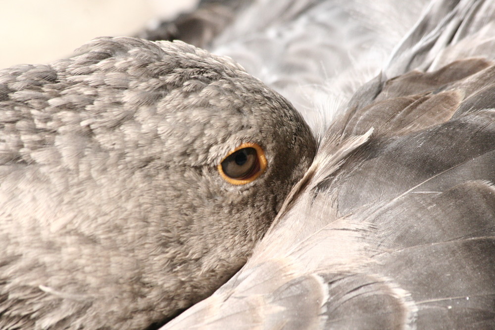 Augen-blick