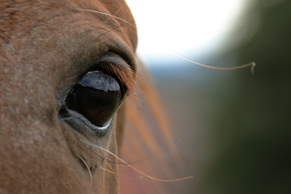 Augen-Blick