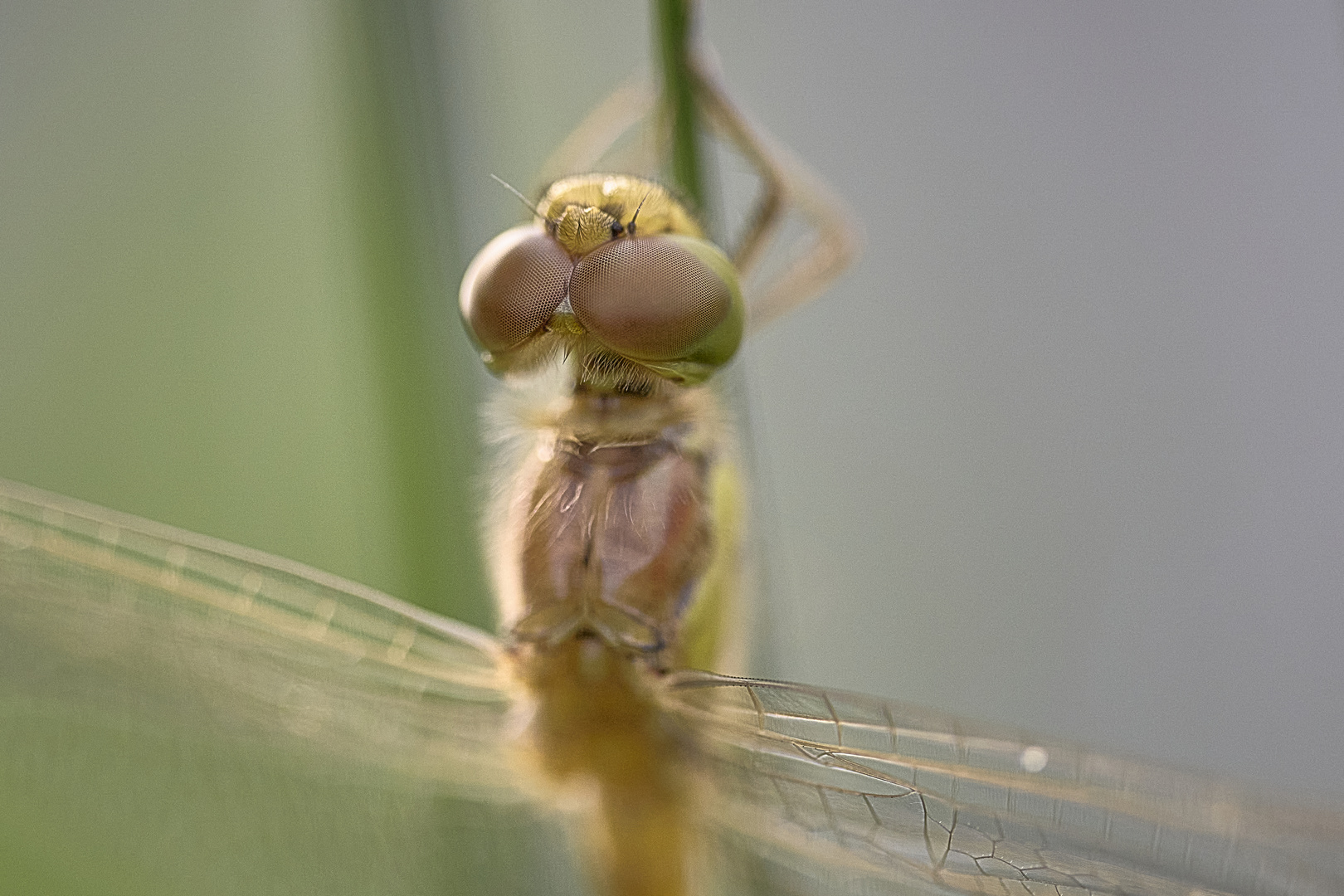 Augen Blick