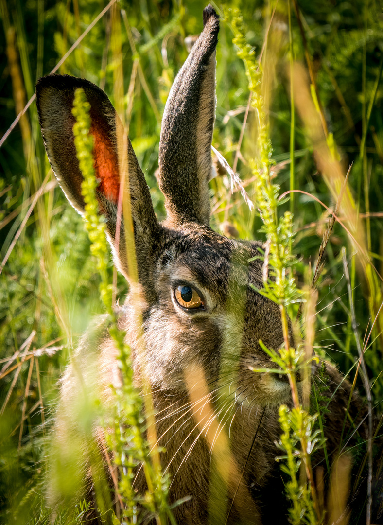 "AUGEN BLICK"