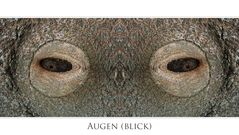 AUGEN-BLICK