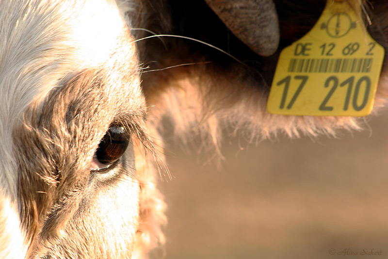 Augen-blick-fang