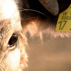 Augen-blick-fang