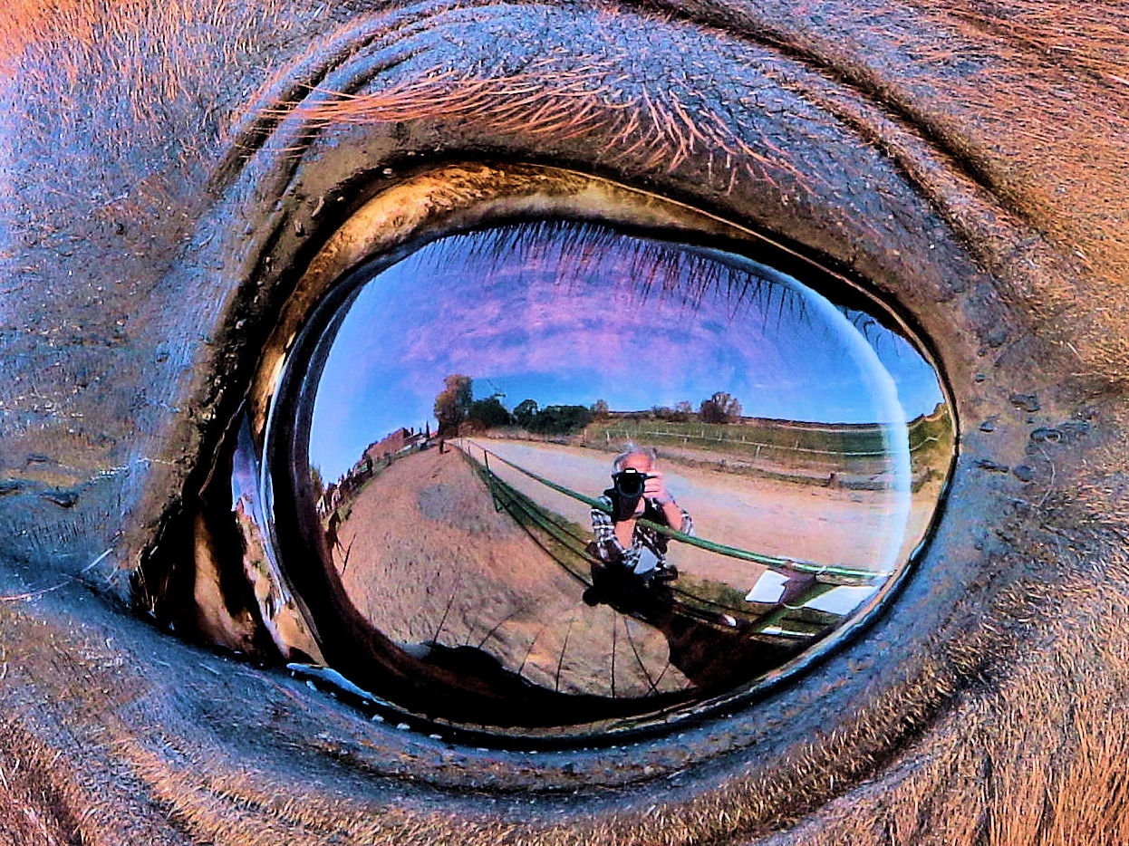 Augen-Blick mit einem Pferd