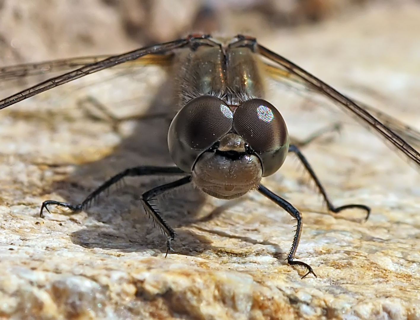 Augen - Blick mit einer Grossen Heidelibelle (Sympetrum striolatum) *