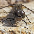 Augen - Blick mit einer Grossen Heidelibelle (Sympetrum striolatum) *