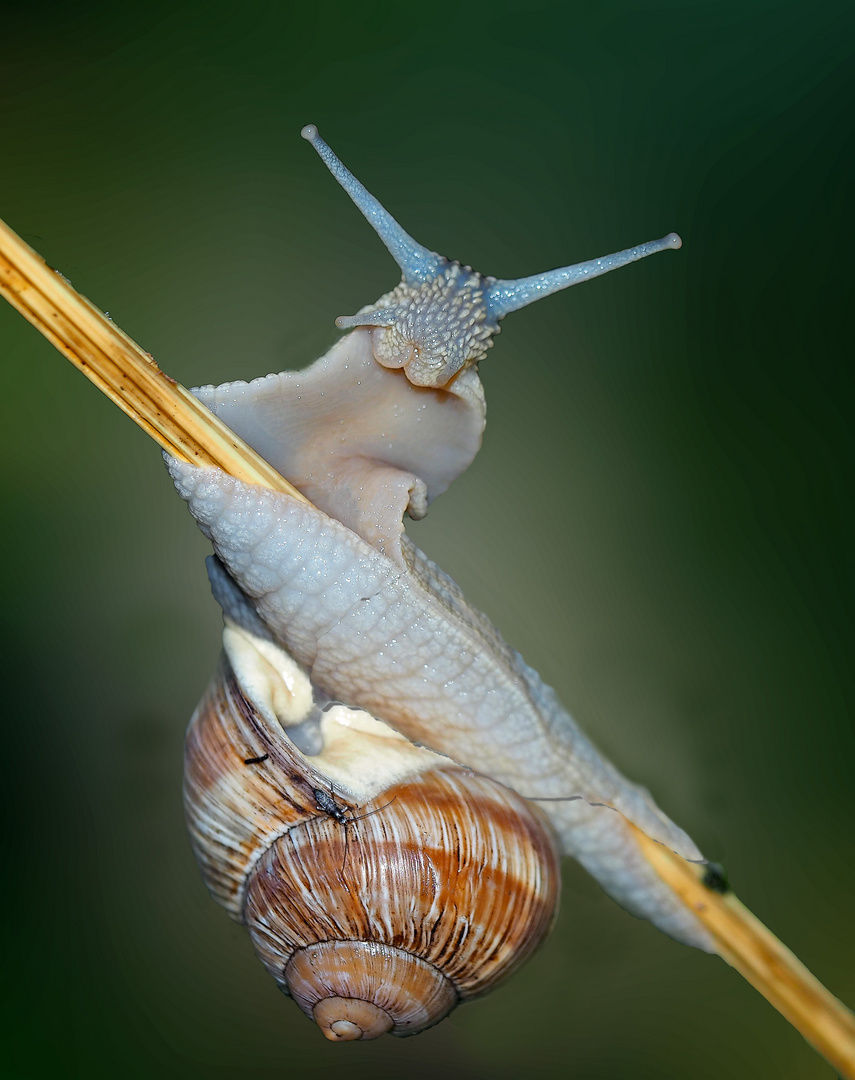 Augen-Blick mit einer Weinbergschnecke (Helix pomatia)! - L'escargot de Bourgogne vous salue.