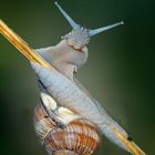 Augen-Blick mit einer Weinbergschnecke (Helix pomatia)! - L'escargot de Bourgogne vous salue.