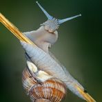 Augen-Blick mit einer Weinbergschnecke (Helix pomatia)! - L'escargot de Bourgogne vous salue.