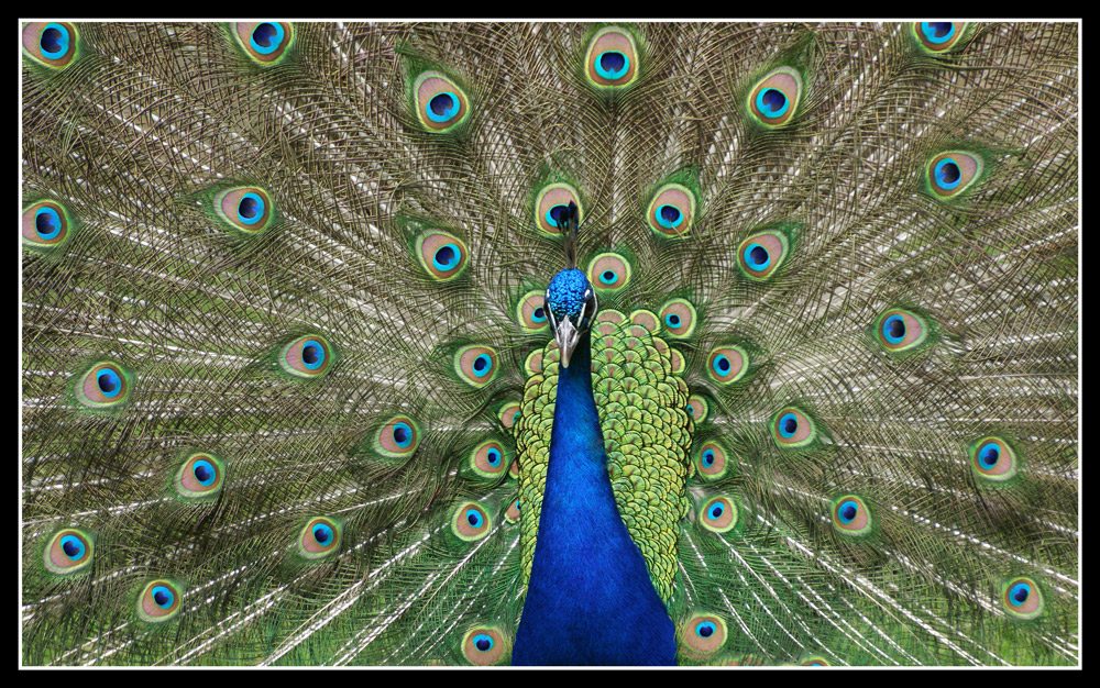 "Augen"-Blicke !