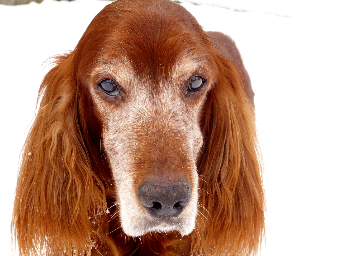 Augen-Blicke eines Setters