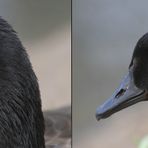 "AUGEN - BLICKE" - im Angesicht einer Kanadagans