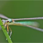 "Augen-Blicke" mit Kleinlibellen . . .