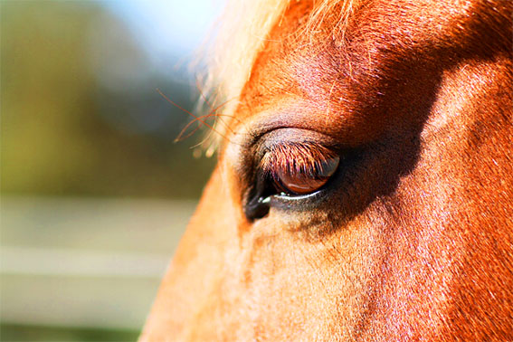 Augen Blicke mit Lana