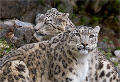 AUGEN-BLICKE - Tierportraits im Sucher der Kamera ...