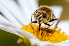 Augen der besonderen Art