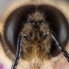 Augen der Bienen-Drohne